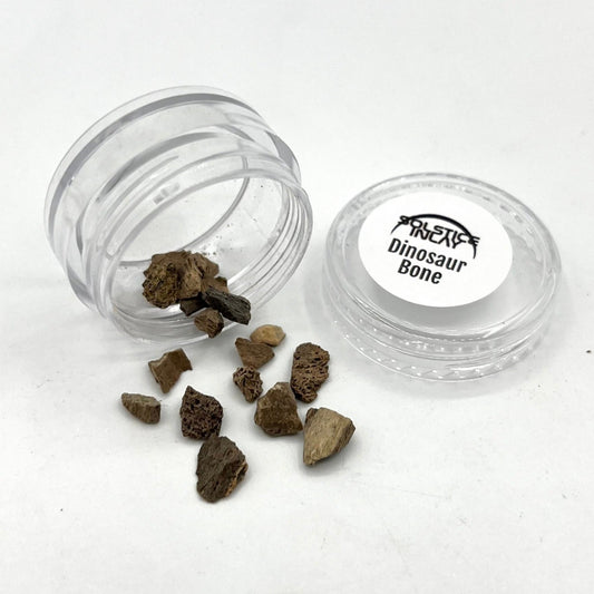 Dinosaur Bone Fragments - Patrick Adair Supplies